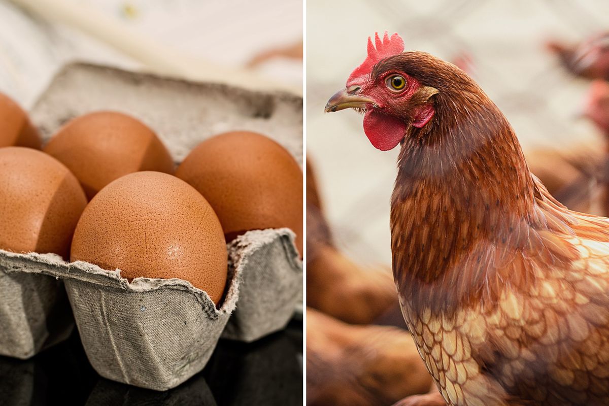 Co było pierwsze - jajko czy kura?