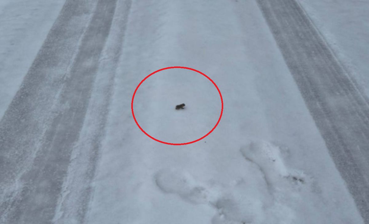 Rzadki widok. Leśnik pokazał zdjęcie. Wędrowała po lesie