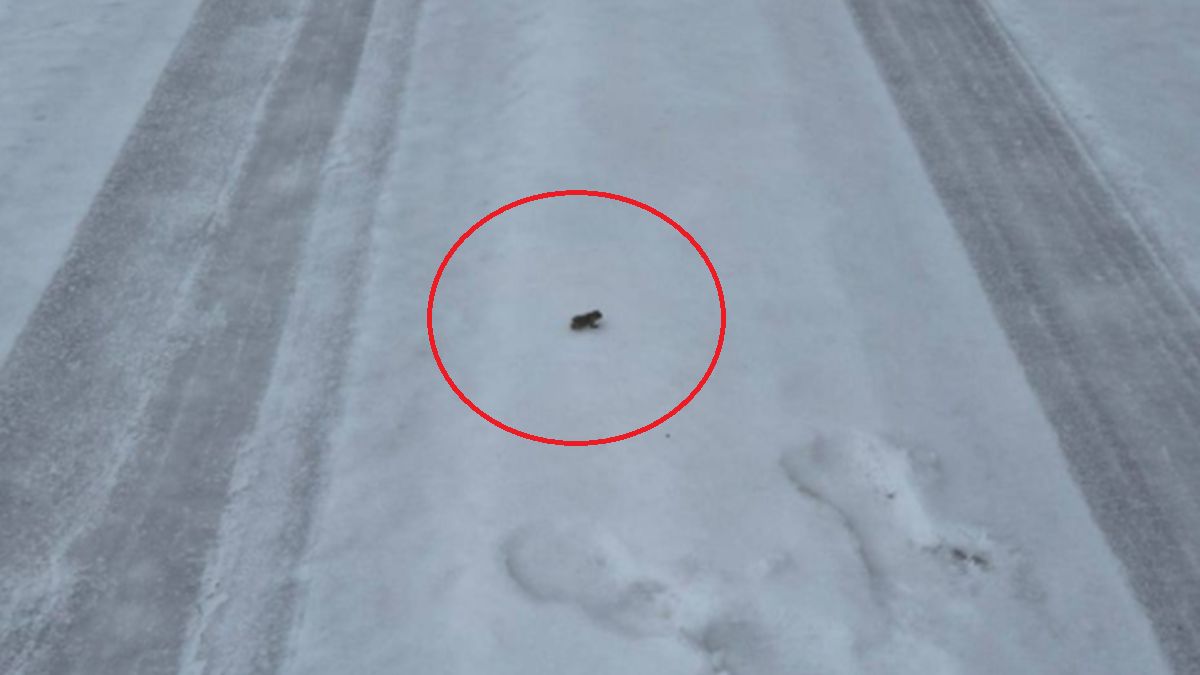 Ropucha zielona w lesie.