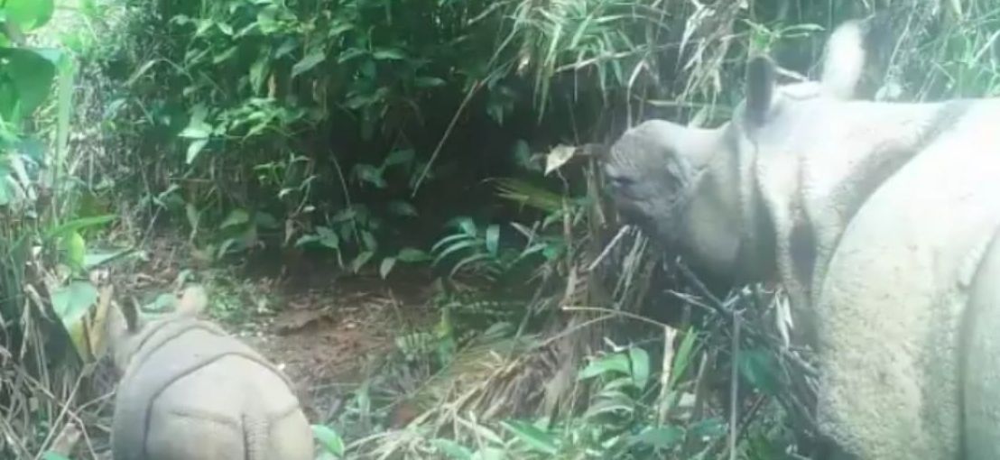 Zdjęcie dnia. Dwa niezwykle rzadkie nosorożce jawajskie zauważone w Indonezji