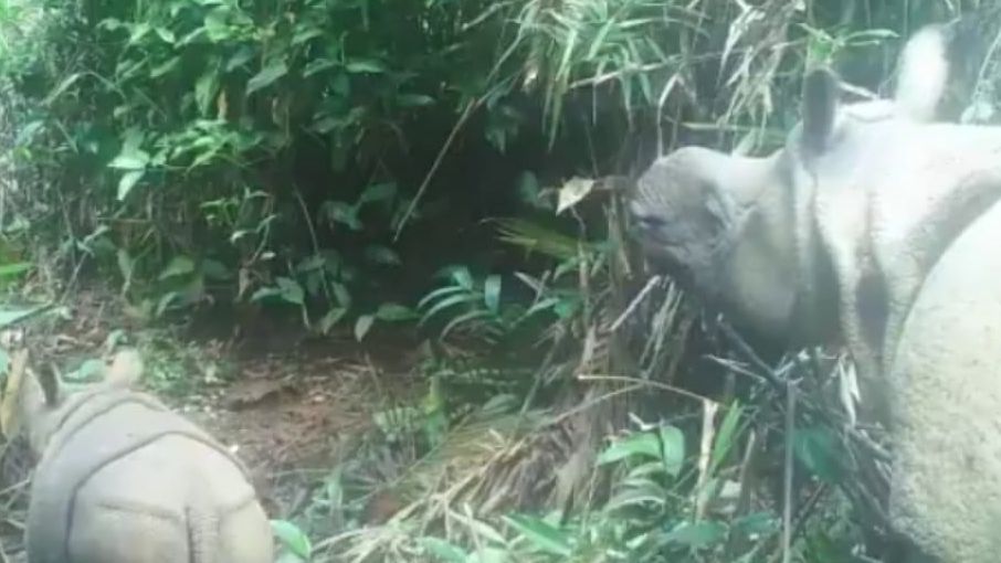 Zdjęcie dnia. Dwa niezwykle rzadkie nosorożce jawajskie zauważone w Indonezji 1