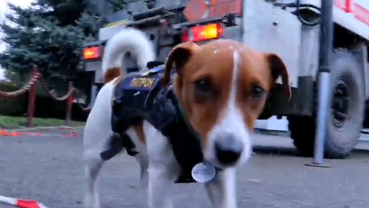 Pies służy w Ukrainie. Pomaga służbom 