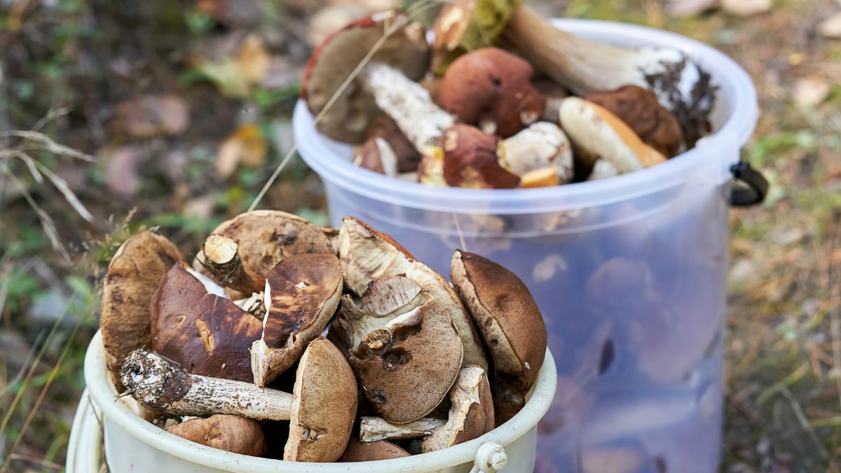 Grzyby a Księżyc. Co ma wspólnego jedno z drugim?