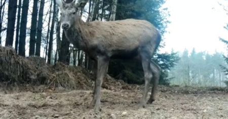 Stanął przed kamerą i się zaczęło. "Radosne brykanie"