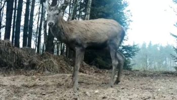 Stanął przed kamerą i się zaczęło. "Radosne brykanie"