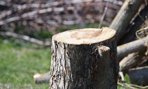 Chcesz wyciąć te drzewa? Zezwolenie nie będzie potrzebne