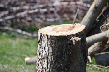 Chcesz wyciąć te drzewa? Zezwolenie nie będzie potrzebne