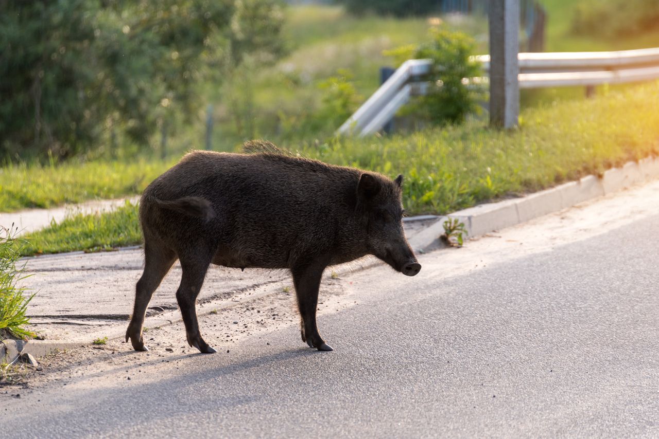 Polował na dzika. Kula przestrzeliła obie nogi kobiety. Jest wyrok