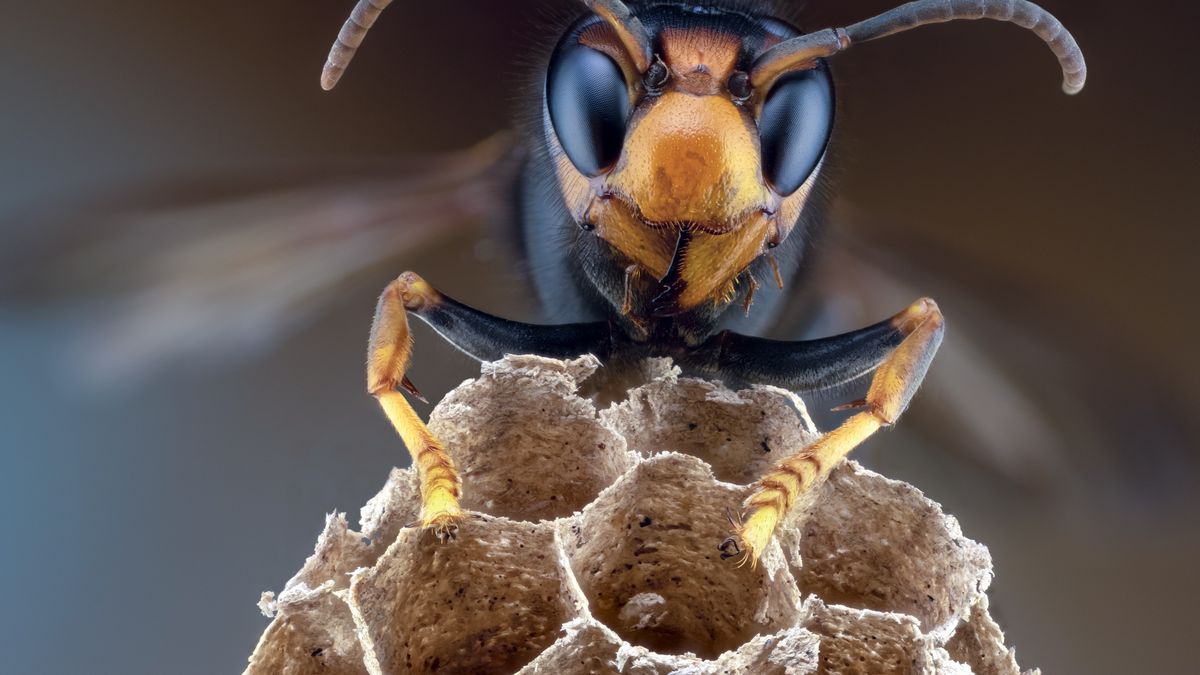 Szerszeń azjatycki zaatakował w parku wodnym w Niemczech