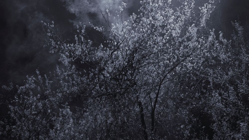 Piękno XIX-wiecznych obrazów natury przeniesione na pole fotografii w projekcie "Blossom" 1