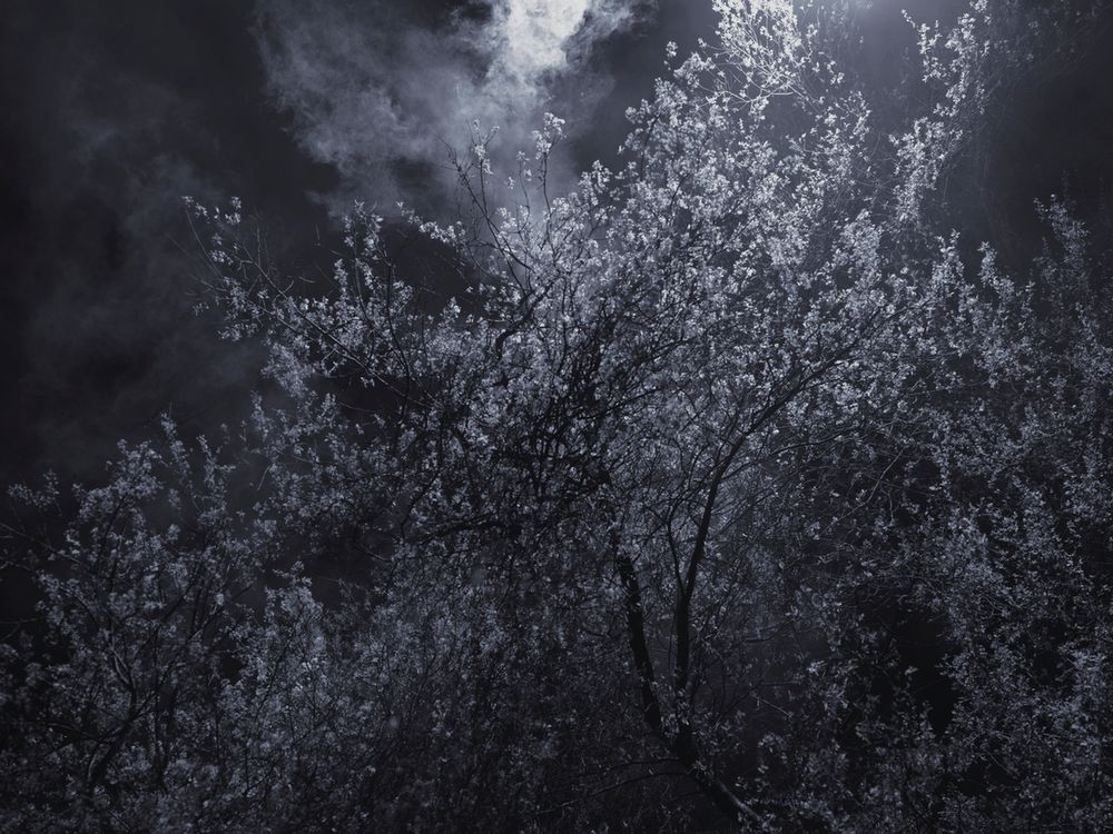 Piękno XIX-wiecznych obrazów natury przeniesione na pole fotografii w projekcie "Blossom" 1