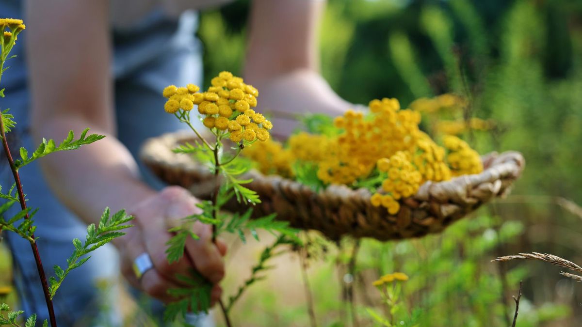 Wrotycz, od dawna wykorzystywany jako roślina zielarska, posiada szereg właściwości leczniczych.