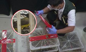 Miały trafić na czarny rynek. "Żywy towar". Jest ich ponad 7 tys.