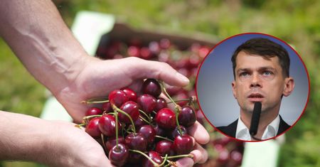 Polskie czereśnie? Ruszyły kontrole. "Niektórzy handlujący uciekali"