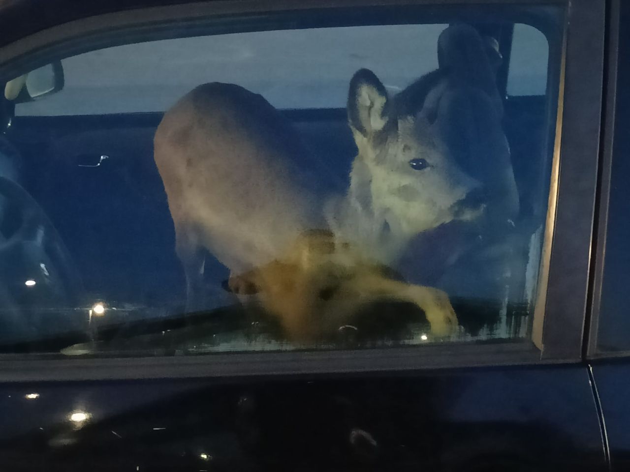 Potrąciła sarnę i zapakowała ją do samochodu
