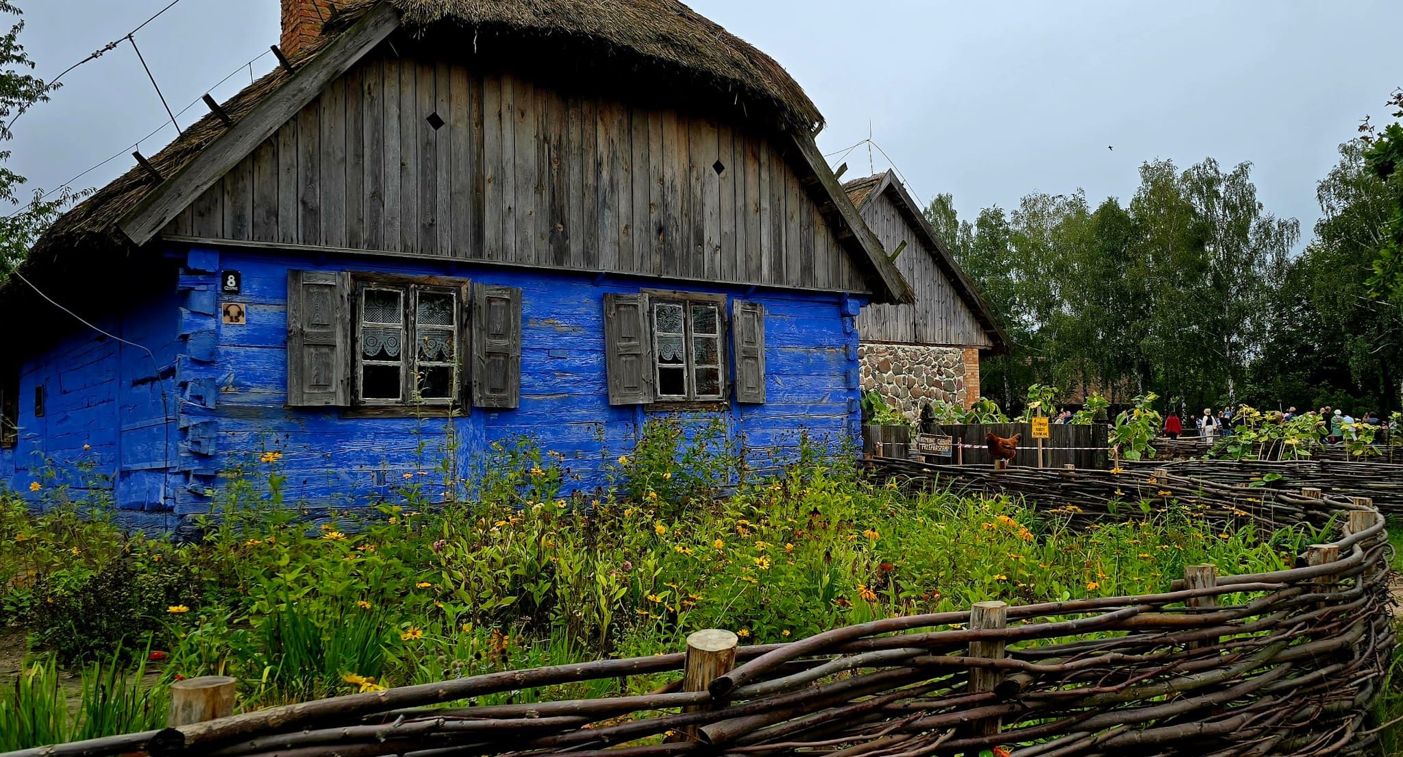 Wykopki 