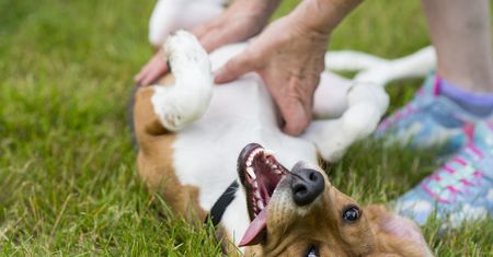 Codzienna profilaktyka dla zdrowych zębów psa. Mars wprowadza nowy PEDIGREE® DENTASTIX™ Daily i rozwija cyfrowe wsparcie dla opiekunów