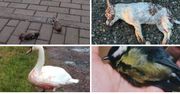 Czasami cisza mówi więcej niż tysiąc wybuchów: dlaczego warto wybrać Sylwestra bez fajerwerków?
