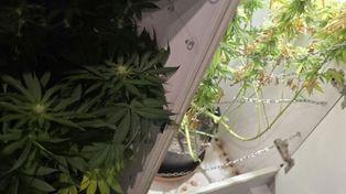 32-latek ukrył plantację marihuany w szafkach kuchennych. Tajemnica wyszła na jaw