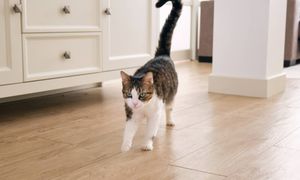 Ewolucyjna zagadka. Dlaczego ludzie nie mają ogonów?