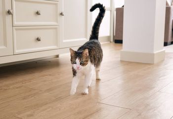 Ewolucyjna zagadka. Dlaczego ludzie nie mają ogonów?