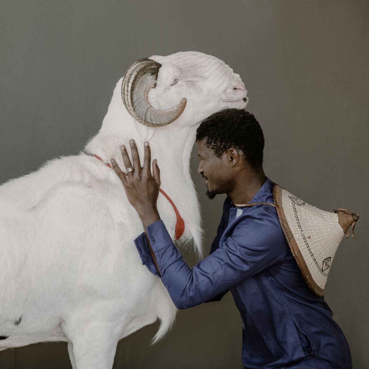 Nowa moda w Senegalu. Ludzie inwestują w... luksusowe owce 6