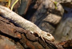 Wrocław. Wielka radość w ZOO. Na świat przyszły bliźniaki oczekiwane od 10 lat