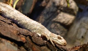 Wrocław. Wielka radość w ZOO. Na świat przyszły bliźniaki oczekiwane od 10 lat