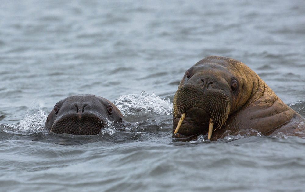 Zima w obiektywie: fotografowanie w trudnych warunkach 3
