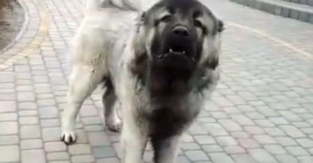 Rzucił się na dziewczynkę. Dramat na Dolnym Śląsku