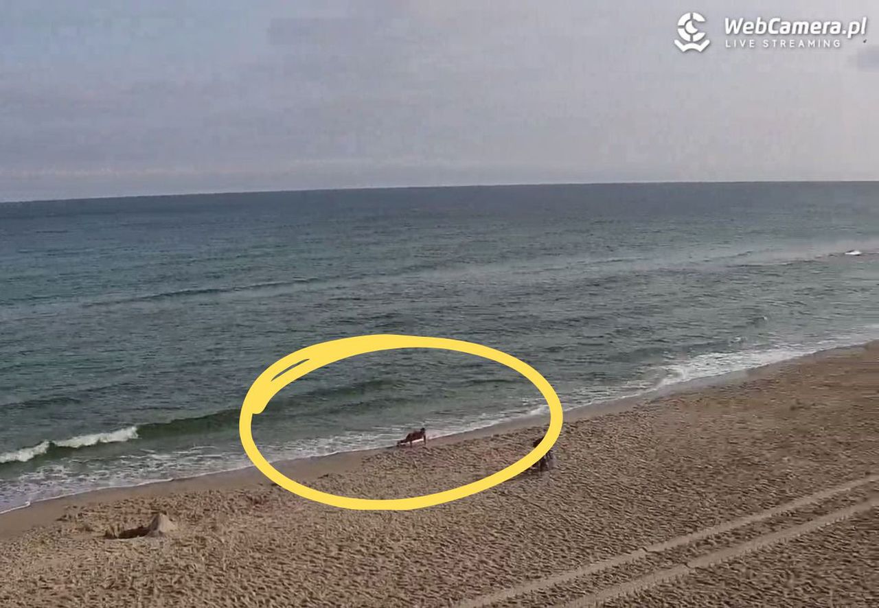 Niedziela, godzina 7:50. Na plaży w Kołobrzegu taki widok