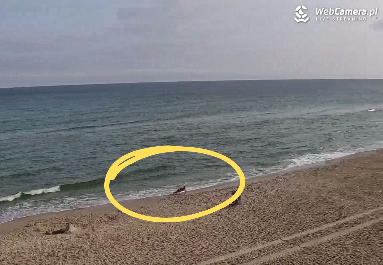 Poranny trening na pustej plaży w Kołobrzegu