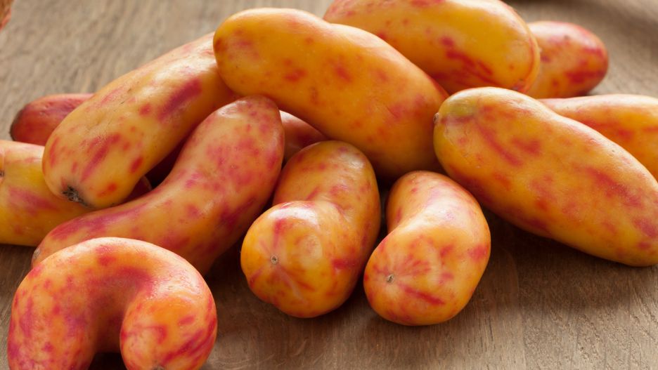 Ulluco to warzywo korzeniowe z Ameryki Południowej