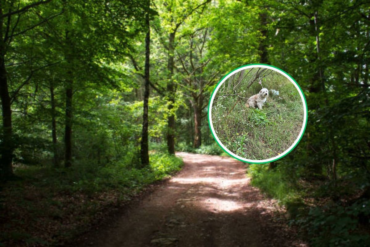 Samotny i przerażony. Został przywiązany w lesie i porzucony