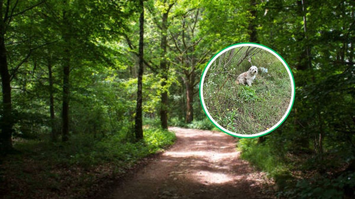 Samotny i przerażony. Został przywiązany w lesie i porzucony