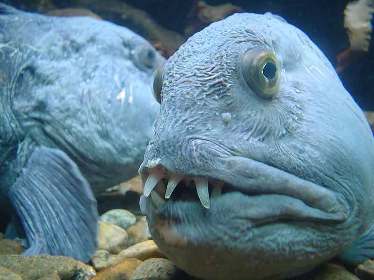 Zębacz pasisty to niezwykle dziwna ryba. Jest również nazywany "wilkiem morskim".