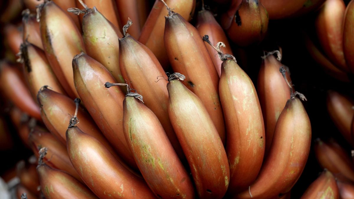 Red bananasRed banana bunch-Musa acuminata 'Red Dacca"SnowWhiteimagesBanana, Close-up, Food, Fruit, Red, Red Banana