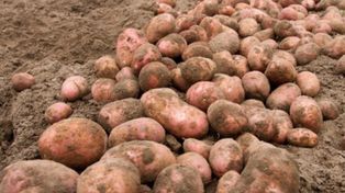 "Ziemniaki-widmo". Znikają najszybciej na straganach
