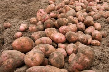 "Ziemniaki-widmo". Znikają najszybciej na straganach
