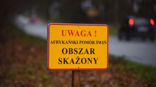Afrykański Pomór Świń. Nowa Karczma i Liniewo w różowej strefie