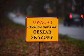 Afrykański Pomór Świń. Nowa Karczma i Liniewo w różowej strefie