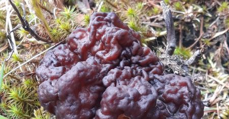 Pojawiły się w lasach. Leśnicy ostrzegają