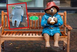 Skandal w Newbury. Ukradli połowę Misia Paddingtona