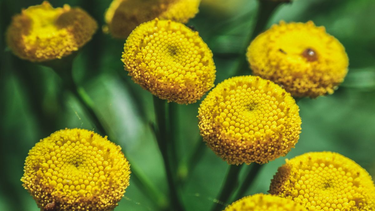 Wrotycz ma silny zapach, który odstrasza także kleszcze.