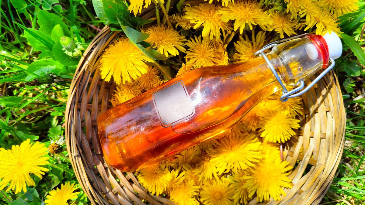 Jak przygotować syrop z mniszka lekarskiego?