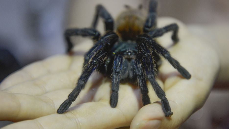 Jad tarantuli może być wykorzystywany w lekach przeciwbólowych.