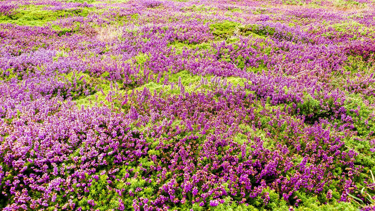 Wrzosy zakwitają najpełniej pod koniec sierpnia i na początku 