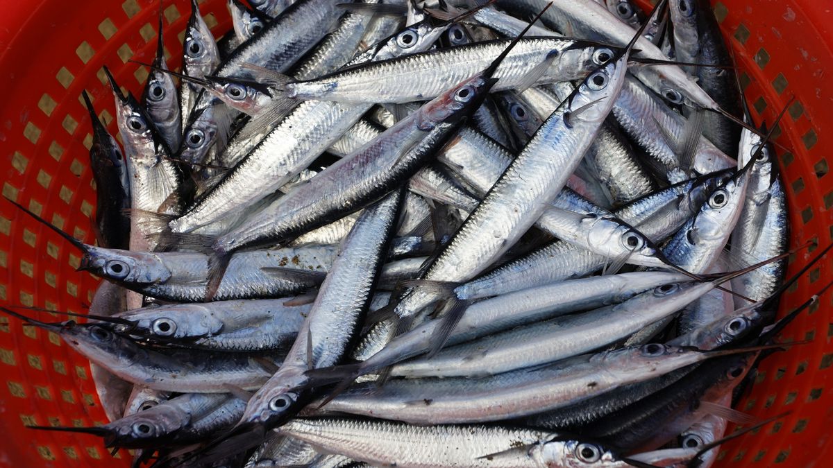 Belona to zdrowa, polska ryba