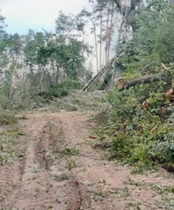 Zakaz wstępu do lasu. Powodem "śmiertelne niebezpieczeństwo"