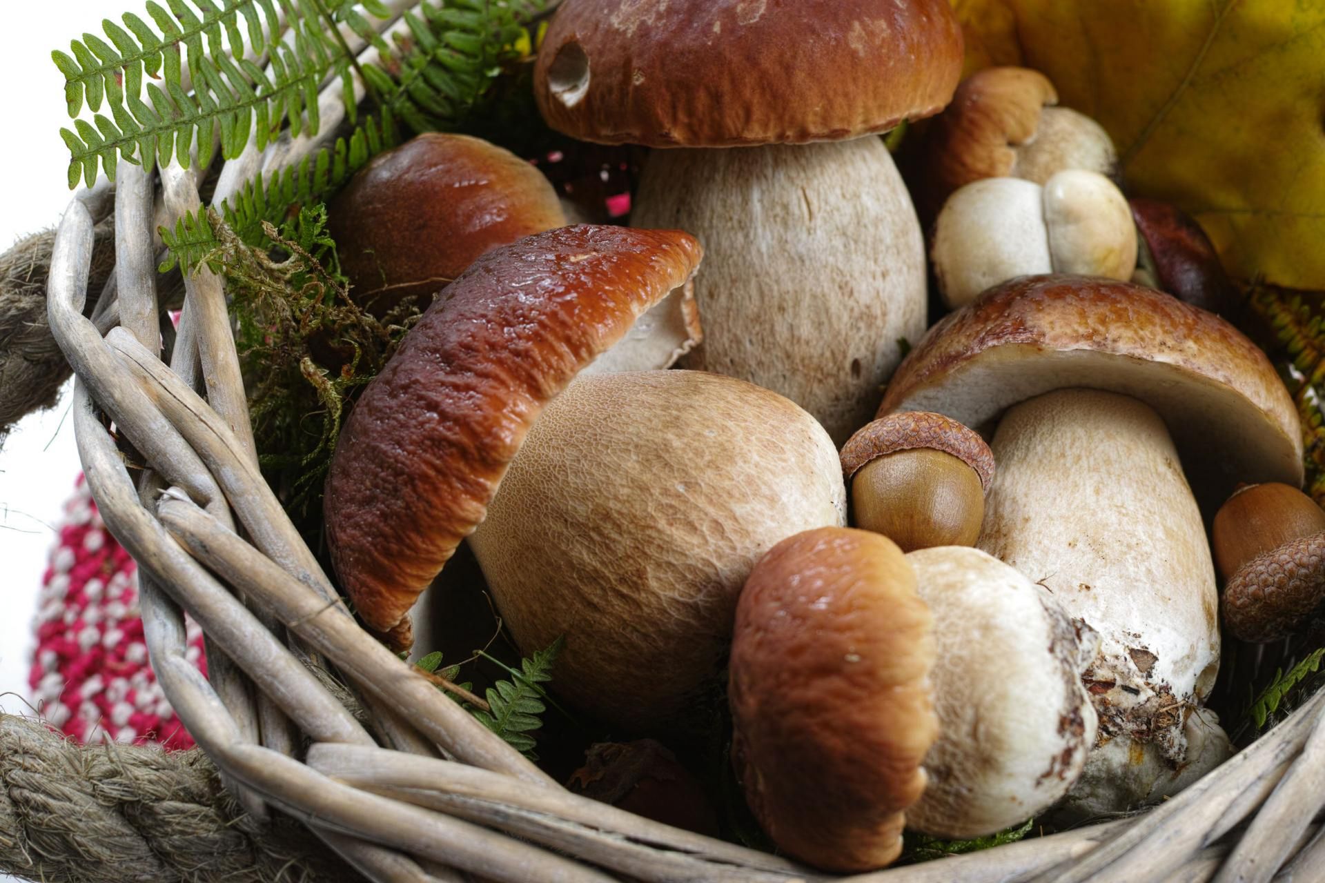 Grzyby mogą poważnie zatruć